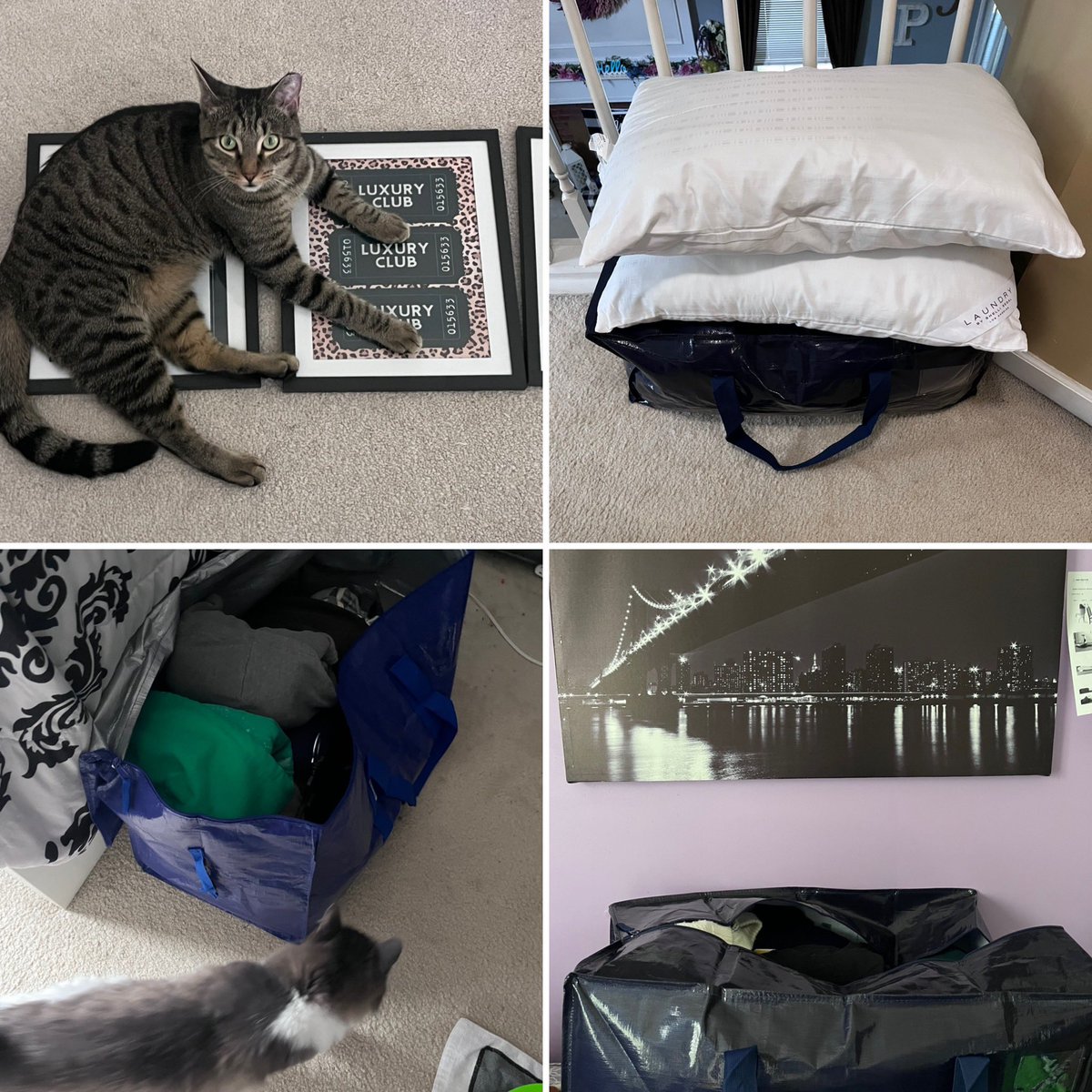 Skylarp24927's tweet photo. Count Down Begins…10 days!!! Gotta make sure not to pack up one of my fur babies!!!
#gettingreal #cokerbound https://t.co/4WyUj8Zb79