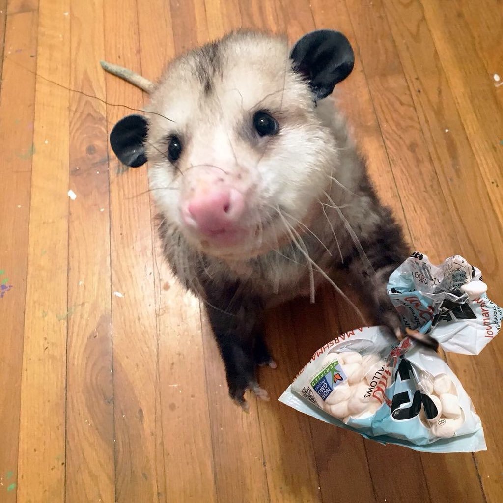 ZerranosWhoelse's tweet photo. @GavEl0130 he is just like me and thats why i have this silly lil critter as my comfort char https://t.co/W2jnM09XqY