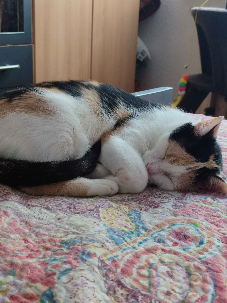 Montoak_'s tweet photo. @BitchestheCat No clue how long I've been following you, but here's Tali anyways! https://t.co/DTZP3fLwRn