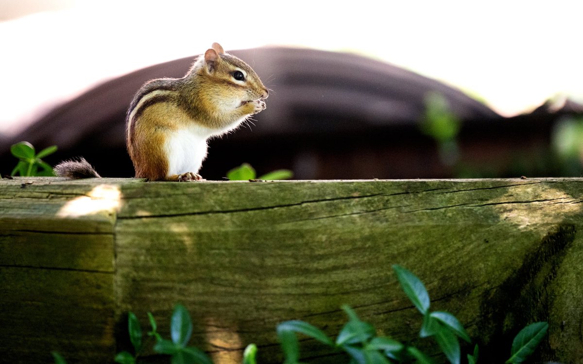 GVSU's tweet photo. Sunny days, SAP harvests and more: this is July at GVSU ☀️🐿️  🍅  See more photos from the month at https://t.co/OOAKaf4xeQ.

📸 : Cory Morse, Kendra Stanely-Mills https://t.co/u6sR1gglq8