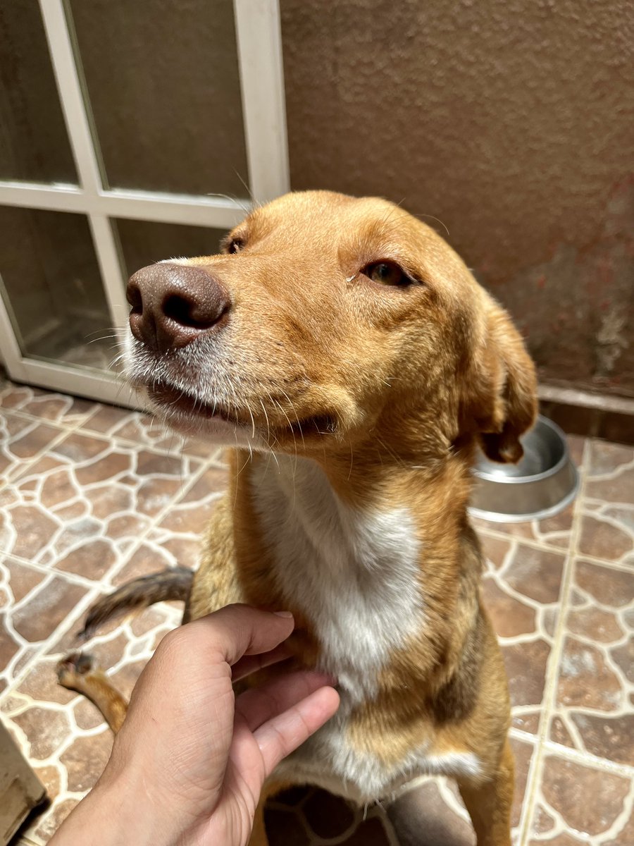 MapacheRex's tweet photo. Me llamaron para dormir a este perro atropellado 🐕 

Las chicas de una gasolinera lo reportaron porque lo veían muy mal. Y dije “ok, sólo es llevarlo con San Pedro”. Pero dijo el veterinario que tiene 50% de probabilidad de mejorar porque no está fracturado, tiene una compresión cervical y sus órganos digestivos funcionan bien. 

Se llama Gasolino a.k.a. “Licenciado Lisiado” o Gas para los cuates. Debo tenerlo un mes con desinflamatorio y si no mejora y nadie más capacitado para atenderlo aparece, lo enviaremos a cruzar el arcoíris. 🥹

El veterinario ya ni me cobró la consulta de tanto perro que le llevó. Pero si gustan enviarle un pollo rostizado para que por lo menos este mes viva como rey, él estará muy feliz y agradecido. 🍗