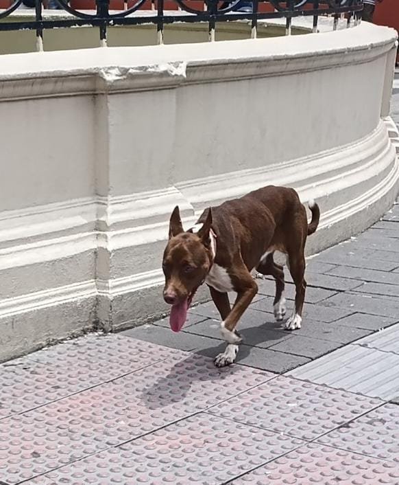 lyssitta's tweet photo. SERVICIO SOCIAL✅️
#REPORTAN ⚠️
#deambulando 🆘
SE BUSCA A SU FAMILIA 📣 ‼️

Está perrita anda perdida en el centro de San Salvador, anda collar rojo, está frente al burger king del lado yendo al sagrado corazón https://t.co/46zZPB3dHE