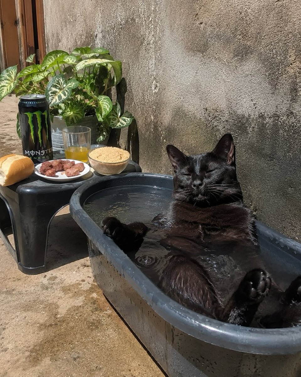 blackscats's tweet photo. Just chilling 😎⛱️ https://t.co/7llZyEAcco