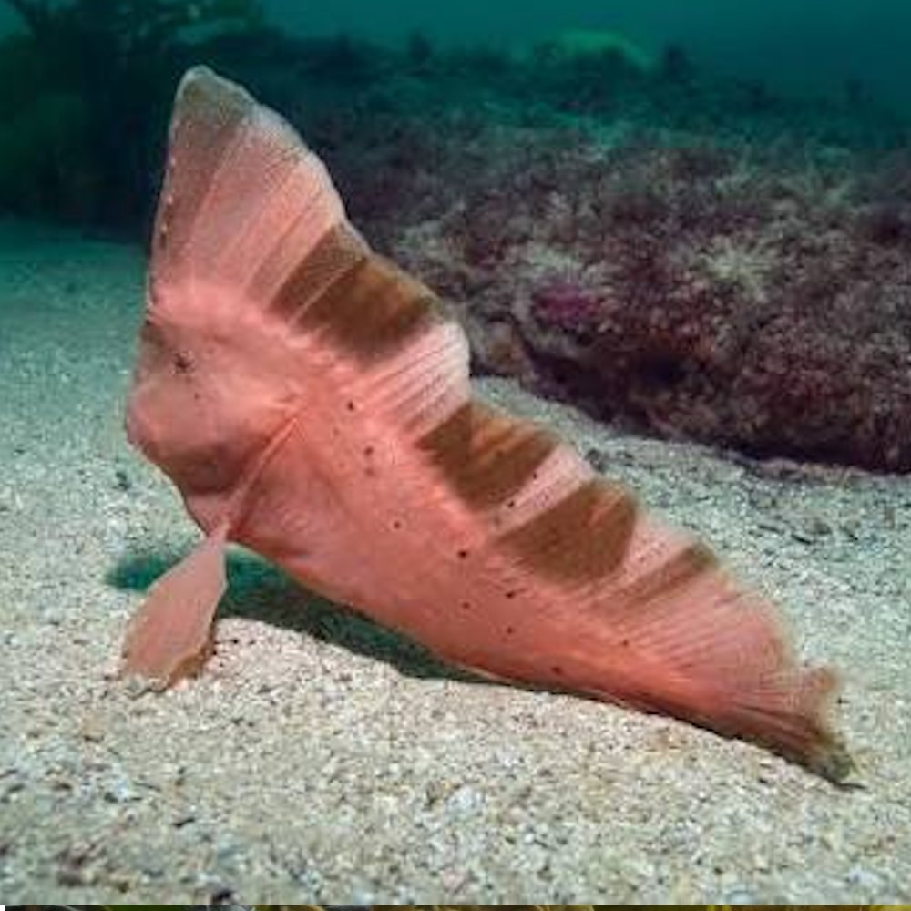 AMAZlNGNATURE's tweet photo. This fish would rather walk than swim

The Red Indian Fish uses its modified fins to crawl across the seafloor as it searches for small prey https://t.co/8ffNsJM4vd