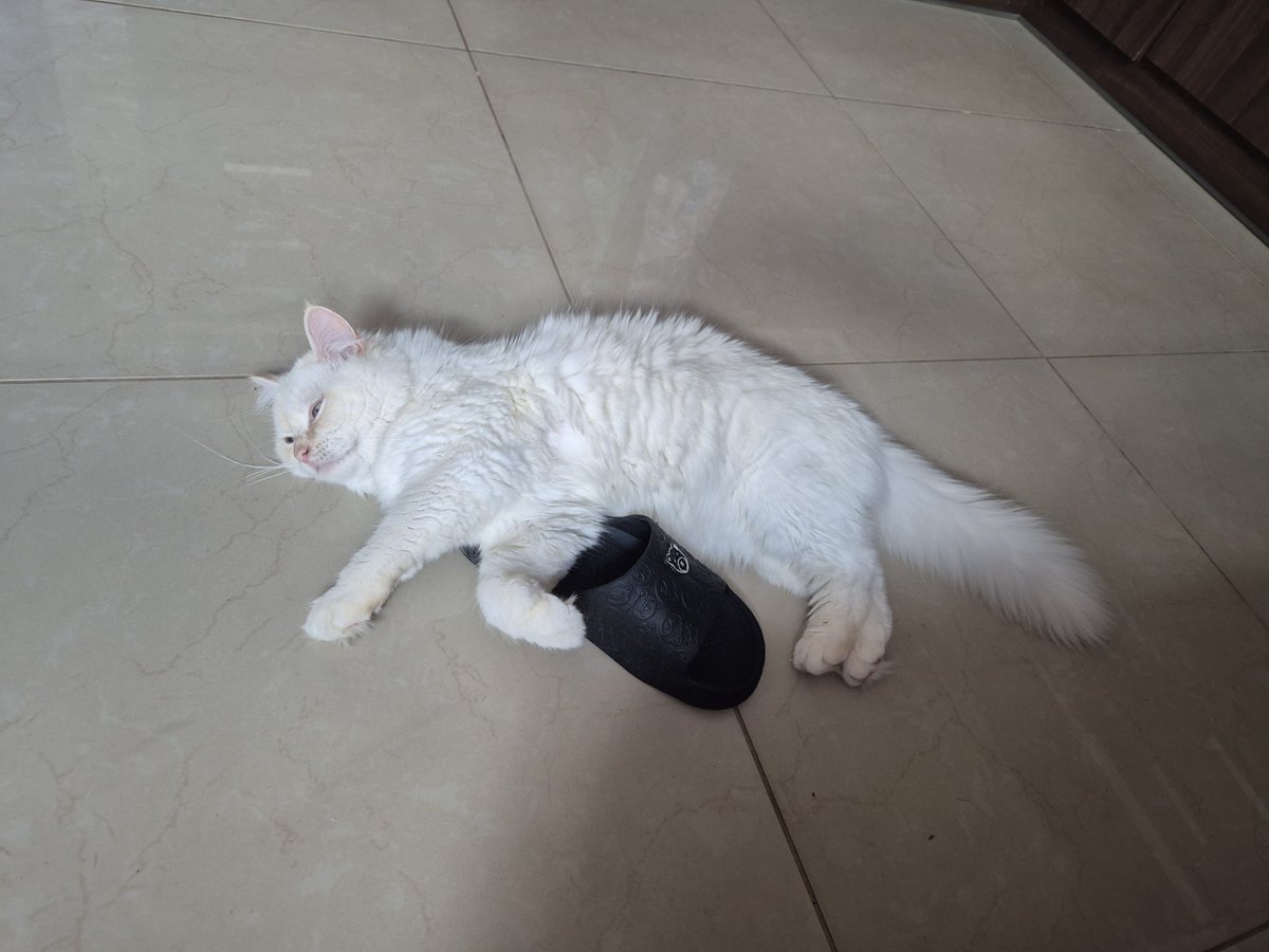 Tomek loves Randal! 🐈 tweet media