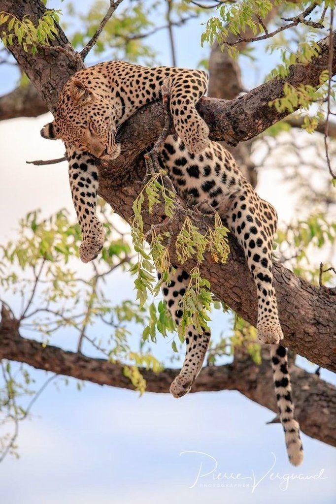 ofbrigidspirit's tweet photo. POV:

You see Petra in a tree. https://t.co/0puaP8egeH