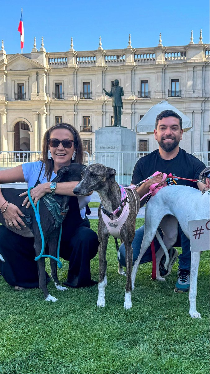 mariseka's tweet photo. En Chile no puede considerarse tradición ni deporte una práctica que implica maltrato animal, la administración de sustancias ilegales para mejorar el rendimiento, apuestas ilegales y, en muchos casos, el posterior sacrificio de los perros. Las incivilidades, los delitos y el maltrato animal asociados a las carreras de perros justifican plenamente la necesidad de prohibir esta actividad en nuestro país.

No sabemos si el proyecto será votado hoy, y no quiero generar falsas expectativas. Pero sí puedo asegurarles que he hecho todo lo que ha estado a mi alcance para que este proyecto llegara a la tabla, se mantuviera en ella y pueda ser votado lo antes posible.