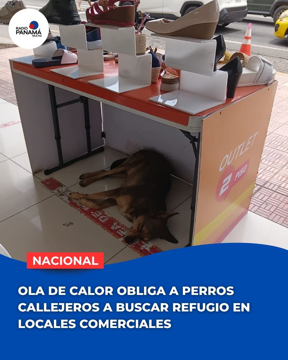 radiopanama's tweet photo. #Nacional | Mientras decenas de personas transitan por las calles y realizan sus compras cotidianas, un perro encuentra refugio bajo una mesa de exhibición para escapar del calor y descansar. La escena, captada en un local comercial, refleja la realidad que enfrentan miles de animales en situación de calle, expuestos a las inclemencias del tiempo, la falta de alimento y la indiferencia de muchos ciudadanos.

La imagen invita a reflexionar sobre la importancia de promover la adopción, la esterilización y el bienestar animal como herramientas para reducir el abandono. Para muchos perros de la calle, un espacio de sombra puede representar un alivio momentáneo, pero la necesidad de un hogar seguro continúa siendo una realidad pendiente. 
#RadioPanamá