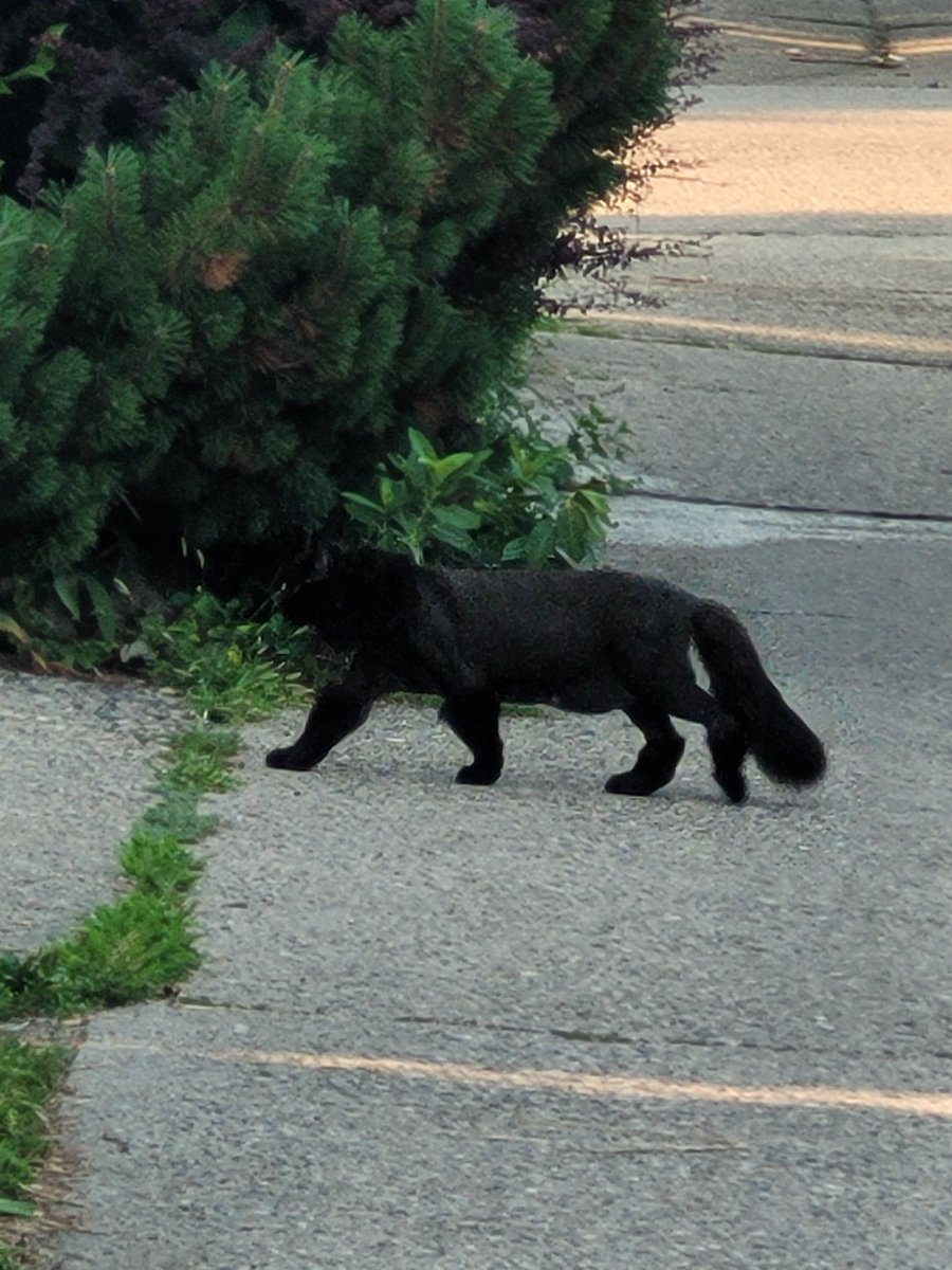 BrokebackBeavis's tweet photo. Another neighborhood cat spotted, no name given https://t.co/30DoXYF2yW
