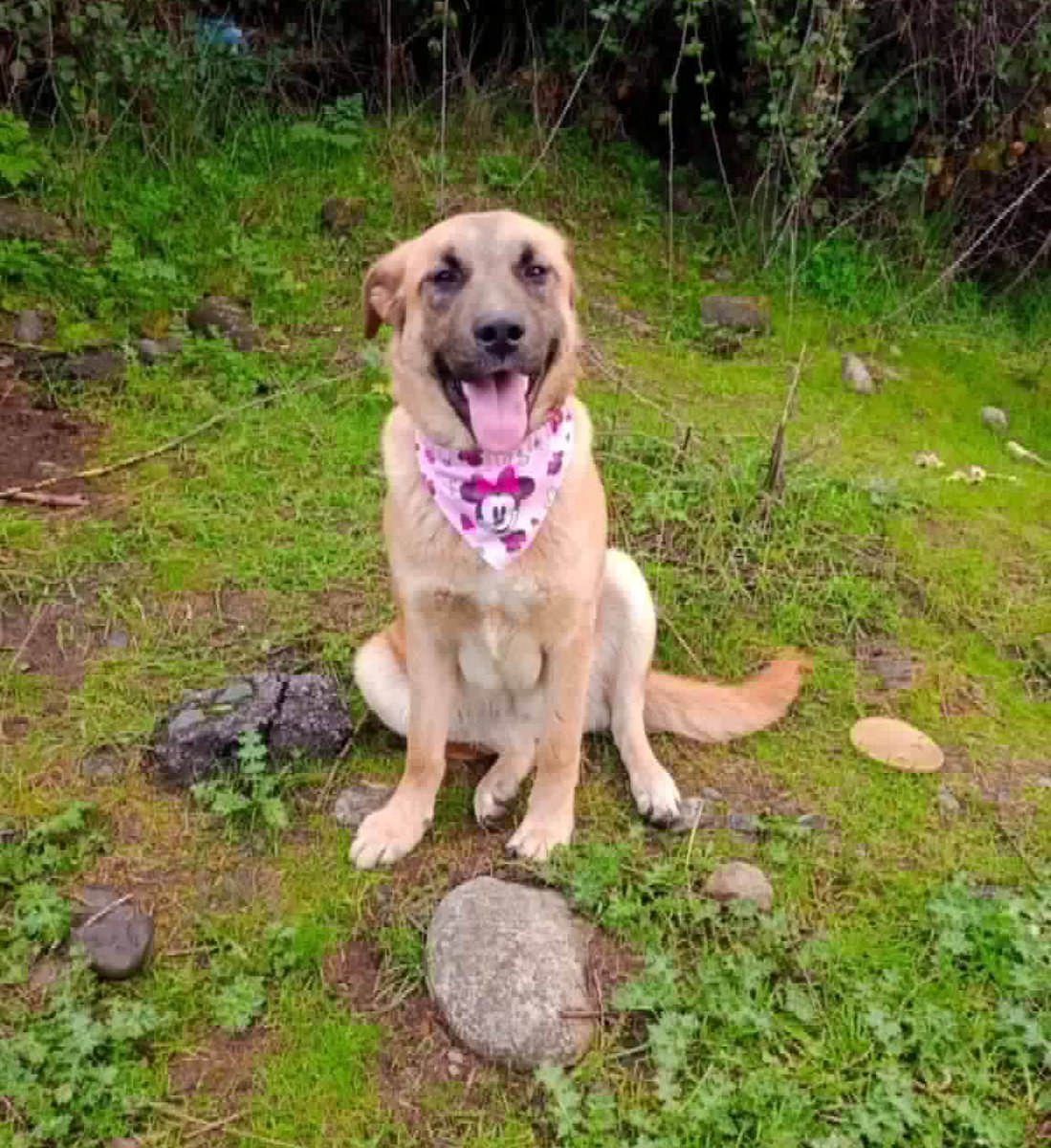 eltuitdemarsh's tweet photo. Luna, de un año aproximado, vive abandonada en un vertedero. Ahí duerme, pasa las lluvias, el frío y el calor. Buscan una familia que la adopte. La entregan a domicilio, esterilizada y con alimento para dos meses. Si deseas darle un hogar, comunícate al +56953129766. 
#Talcahuano https://t.co/kDaIvXEES8