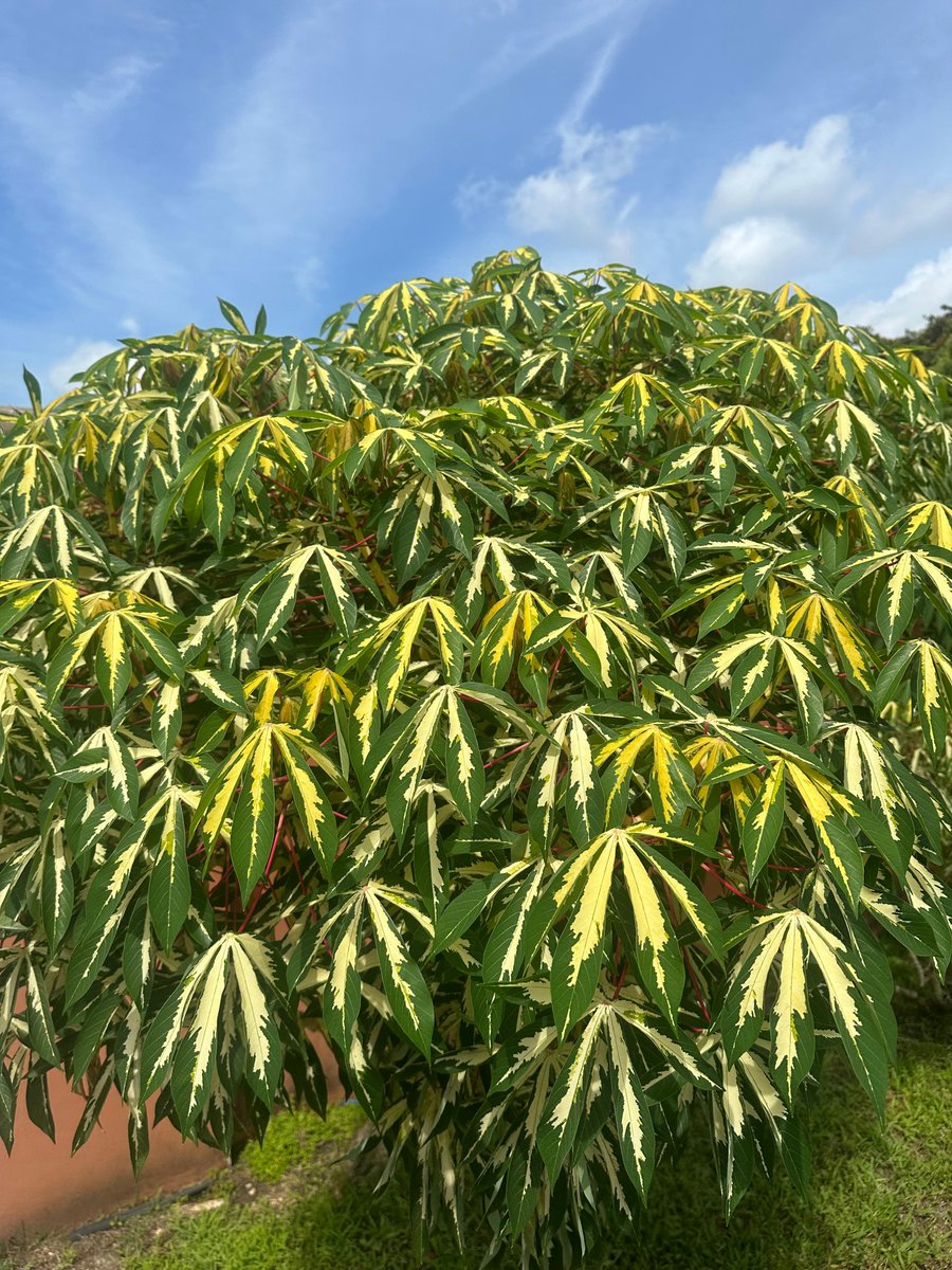 fruitnspice's tweet photo. Manihot esculenta — Cassava, Yuca, Tapioca
Did you know yuca and boba come from the same plant? Native to South America, cassava became a staple across the tropics. Tapioca is the refined starch from its roots, which must be properly processed and cooked Photo credit: David Brown https://t.co/VJIAXReCRo