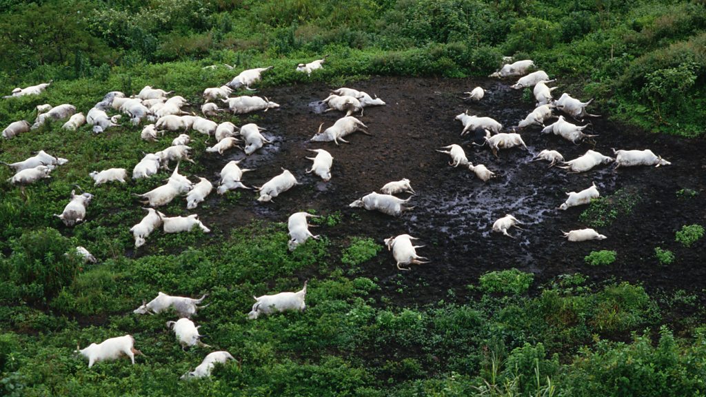 UncoverWithMe's tweet photo. AN ENTIRE VILLAGE WENT TO SLEEP... AND NEVER WOKE UP.

On the night of August 21, 1986, something terrifying happened at Lake Nyos in Cameroon.

Without warning, the lake released a massive cloud of carbon dioxide.

Because the gas was invisible, odorless, and heavier than air, it spread silently across nearby villages while people were asleep.

By sunrise, around 1,700 people and thousands of animals had died.

There were no explosions.

No fire.

No warning.

Scientists later discovered that carbon dioxide had built up deep beneath the lake for years before suddenly erupting to the surface in a rare event known as a limnic eruption.

It remains one of the deadliest natural disasters most people have never heard of.