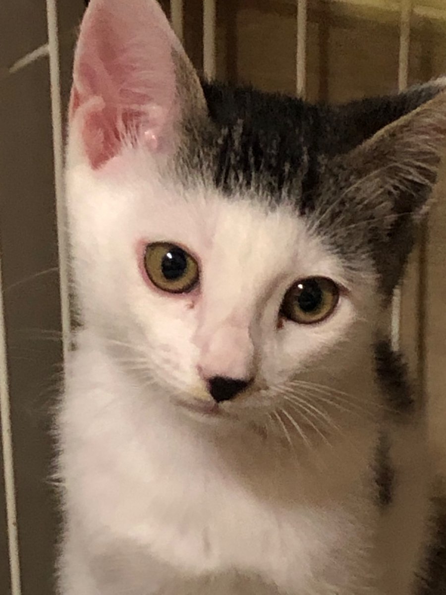 CraneAnge's tweet photo. #おはようございます

#猫  #猫好き #猫がいる幸せ #猫の写真へたくそ選手権 #猫写真 #写真 #猫好きな人と繋がりたい
#キジシロ　#チャシロ
#うちの子　#うちの子
#保護猫

ネッコから皆様におはﾆｬ- https://t.co/RTXdgF3vlr