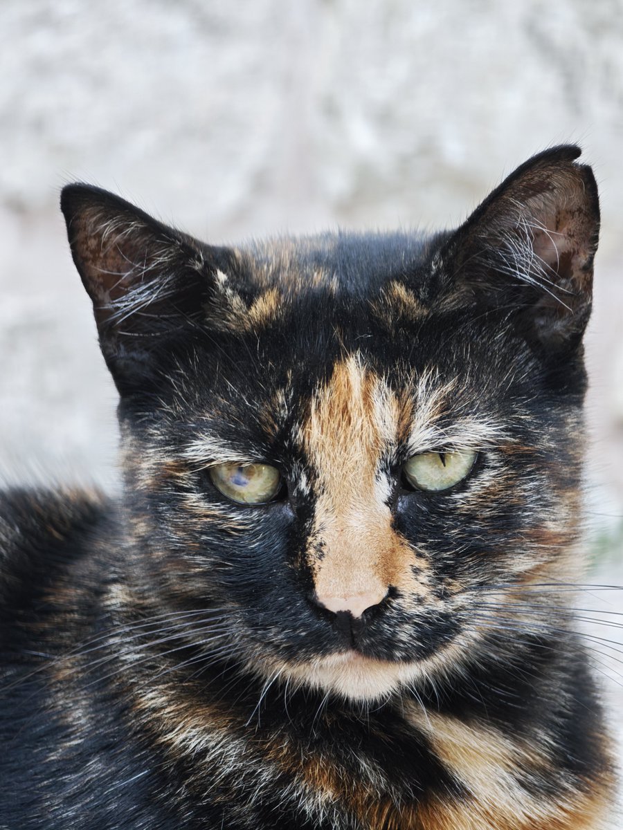 1imza's tweet photo. Kedi güzellik yarışmasını başlatıyorum. Bağcılar'ın gururu Pala ile açılışı yapıyoruz. 😺 Var mı bu karizmaya rakip? https://t.co/FFHysx4puF