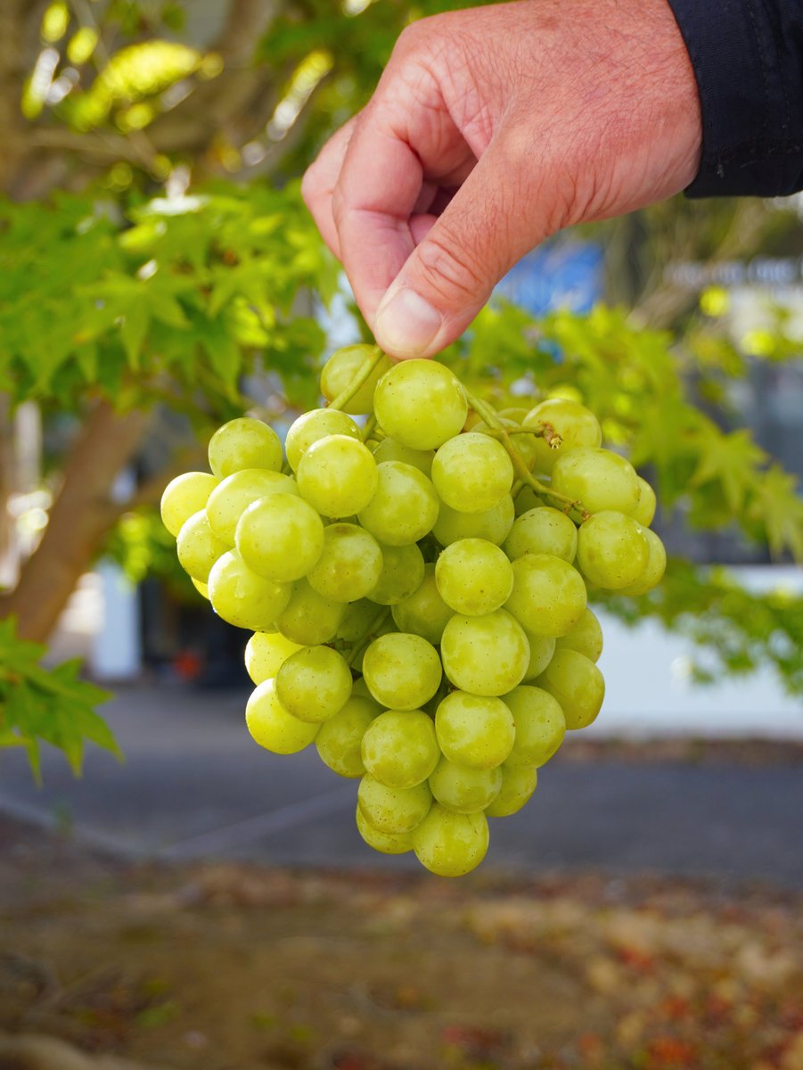 KimballProduce's tweet photo. Sometimes, all it takes is one bunch to see the difference. 🍇Every bunch is filled with crisp green grapes, carefully packed to showcase the freshness, uniformity, and attention to detail that make this program one worth highlighting! #FreshProduce #GreenGrapes #ProduceIndustry https://t.co/vlsJK6ckcm
