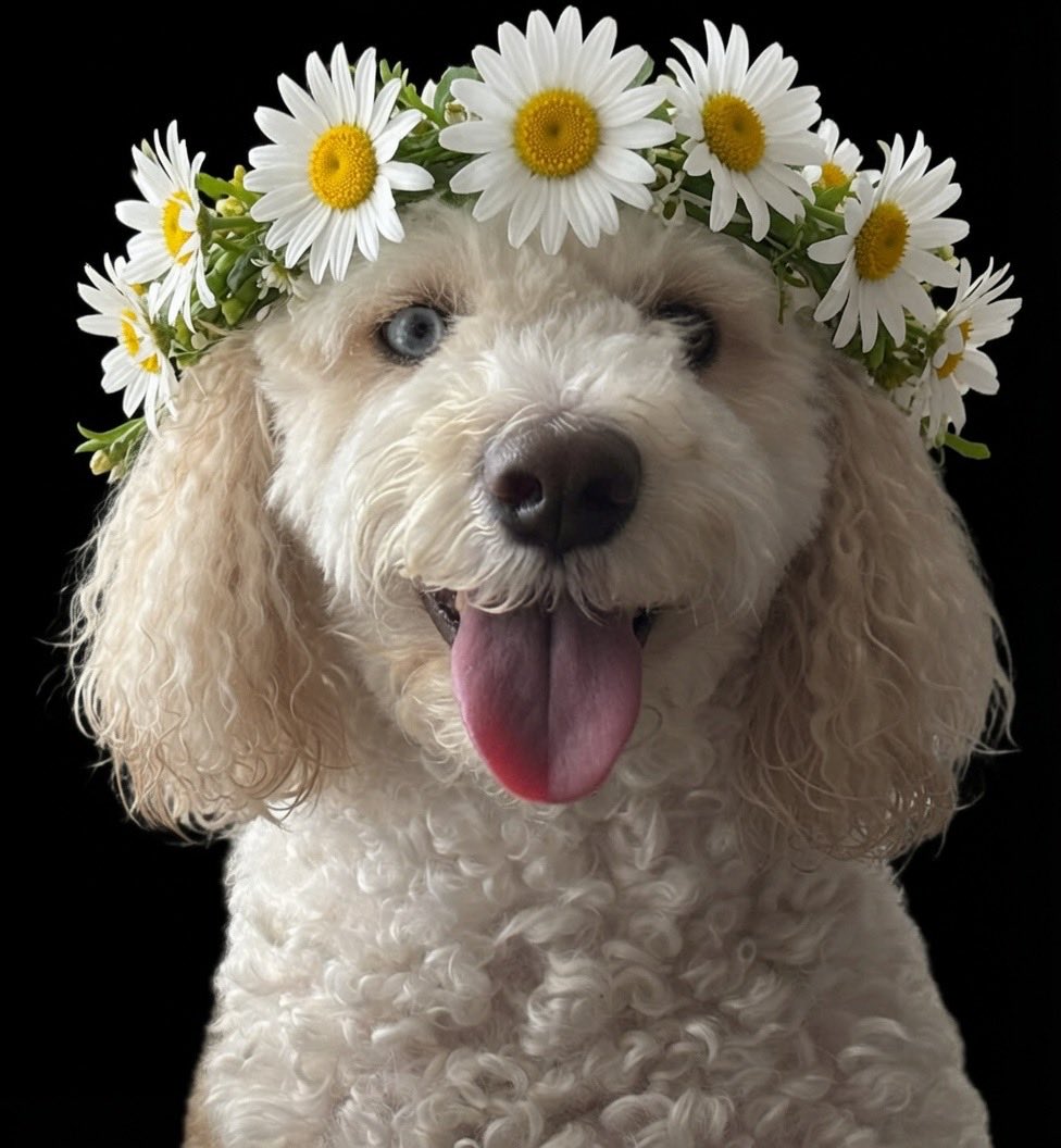 doodledog412's tweet photo. This a #floofsforDaisy ๐๐พ๐ถ https://t.co/QrewoTKQwF