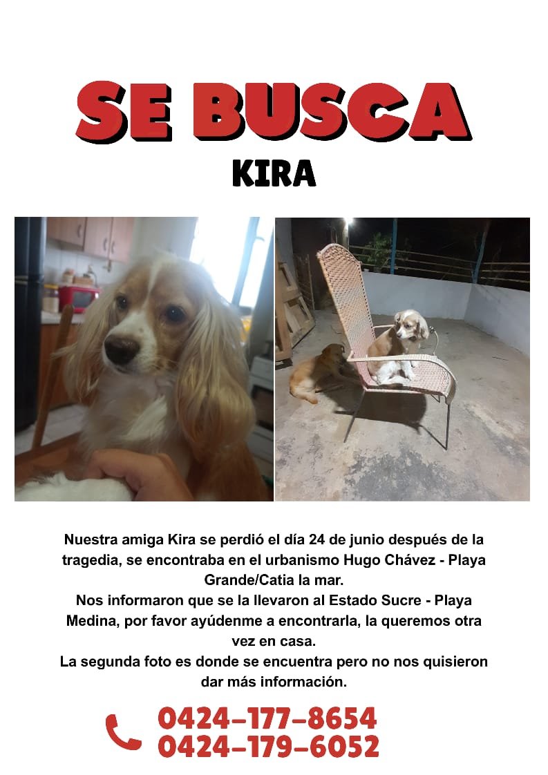 gracon27's tweet photo. 🚨🚨🚨🚨🚨🚨🚨🚨🚨🚨🚨🚨🚨🚨🚨🚨🚨🚨🚨🚨🚨🚨 
Está perrita se perdió en la tragedia de la Guaira.
Misión Nevado se la llevó y la entregó a una persona de Sucre,
Playa Medina. Su familia necesita recuperarla, están desesperados 🥹❤️‍🩹
Vamos a difundir para que la devuelvan 🙏🏻

🙏🏻🇻🇪 https://t.co/nZhV2IOZnM