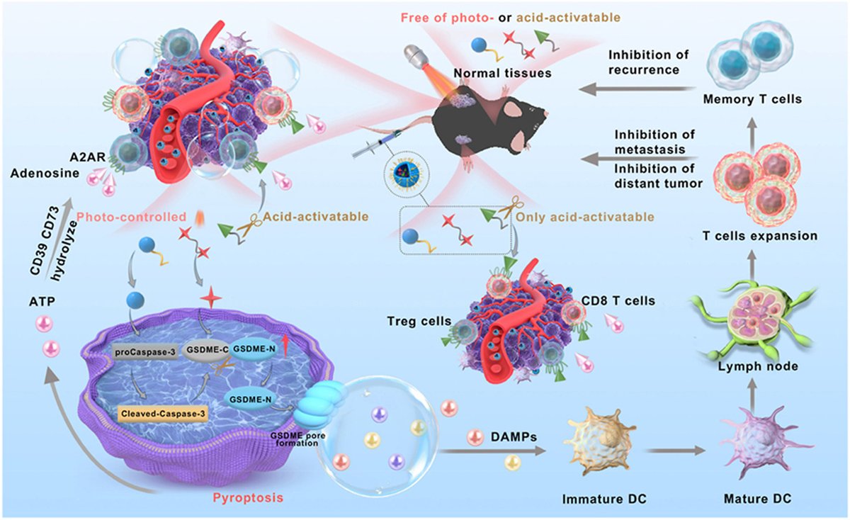 ActaPharmSinB's tweet photo. Article✍️Engineering an #immuno-#nanoprodrug: #Photo-#controlled #pyroptosis synergizing with acid-activatable immunometabolic blockade for potent #cancer #immunotherapy. From Dr. Zhu @TongjiUniversity; @Tongji_Uni; @Sciencedirect; @ElsevierConnect.
https://t.co/nV5iXL3thd. https://t.co/Eh2EU75twZ