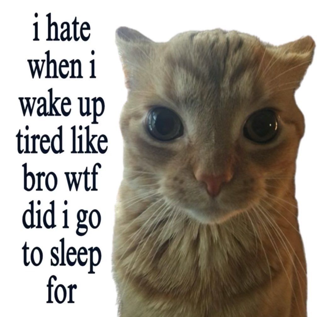 Cats_ooc's tweet photo. https://t.co/h7p6asEFZ5