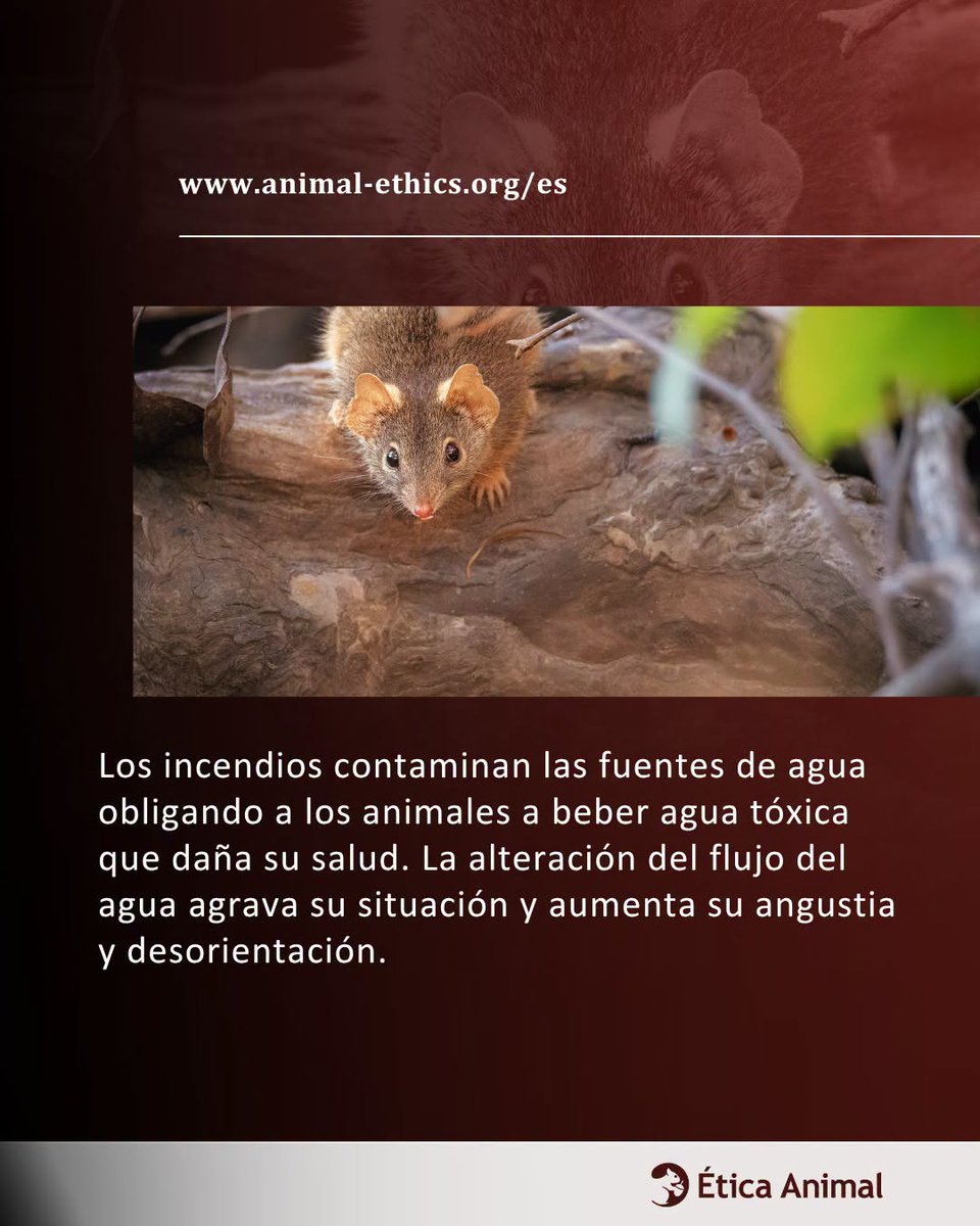 Etica_Animal's tweet photo. Cuando se hace balance de los daños que provocan los incendios, casi siempre olvidamos a sus víctimas más numerosas: los animales que viven en la naturaleza,

Grupo de  WhatsApp de acogida --> https://t.co/LLXzLL7bkr

Grupo de coordinación para ayudar --> https://t.co/YToNyby8tz https://t.co/culA4frCrY