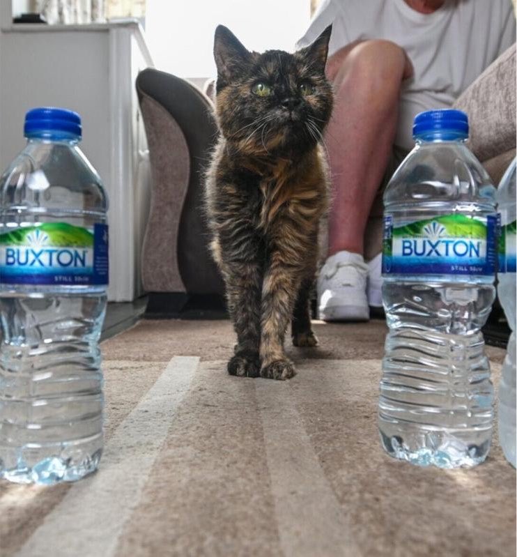 Puppieslover's tweet photo. The world’s oldest known cat just turned 31.
She only drinks spring water and is still living her best life. She just refuses to quit https://t.co/tnrb0R6BLh