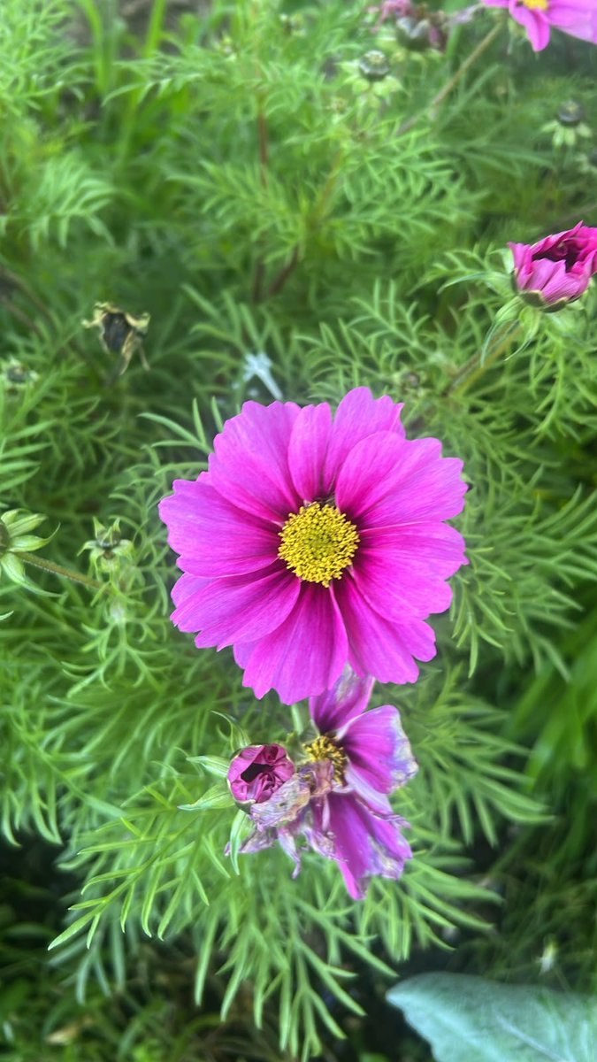 CuhatutarPervin's tweet photo. #flowers https://t.co/detcQL8DW6