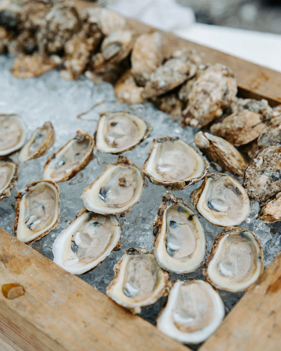 VisitWakulla's tweet photo. The "R month" oyster rule? Myth. 🦪

Fresh Florida oysters are available year-round through licensed harvesters. Sounds like a good excuse to visit Wakulla. https://t.co/mTwSx856GX