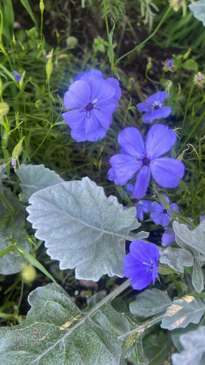 CuhatutarPervin's tweet photo. #flowers https://t.co/detcQL8DW6