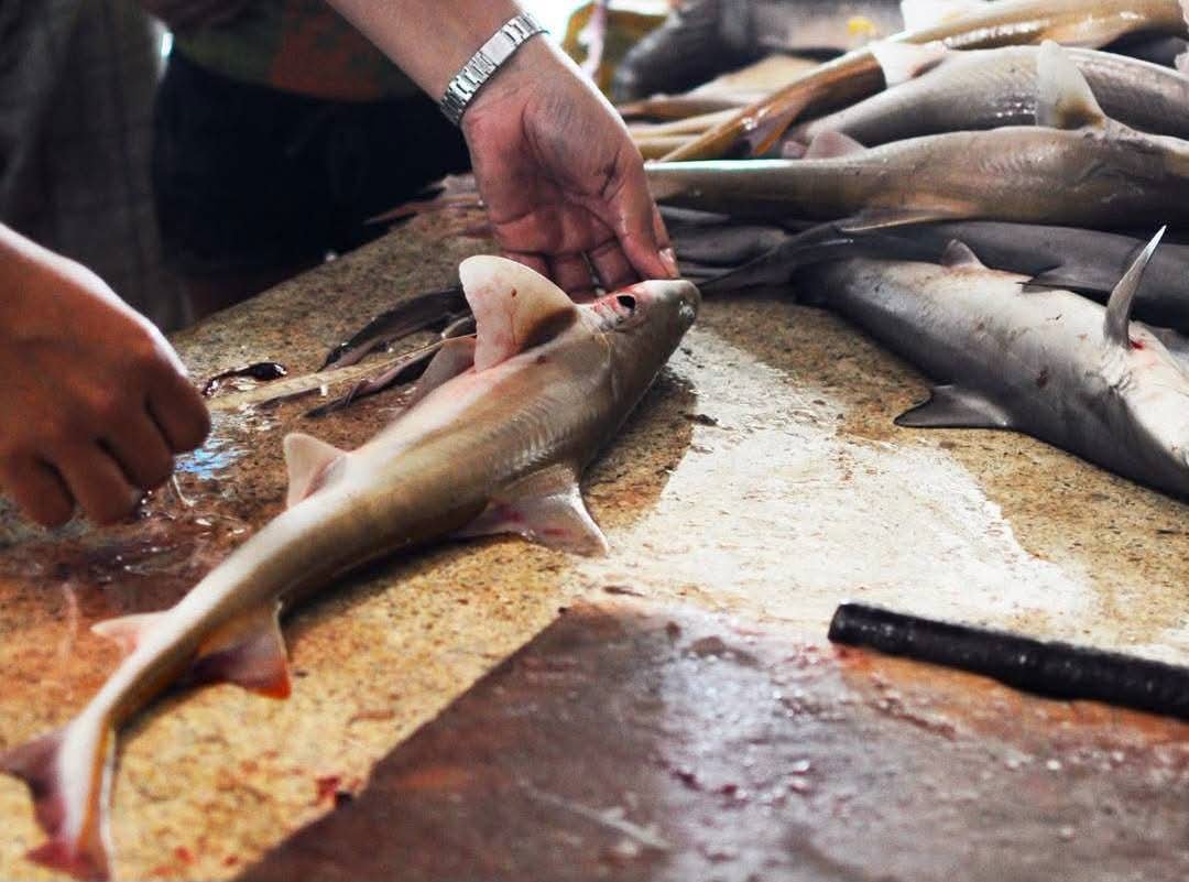 PlayaRiviera's tweet photo. Alertan venta de tiburones en pescaderías de Playa del Carmen, Cancún y Cozumel ⚠️🦈

Esta práctica pone en riesgo el equilibrio de los ecosistemas marinos. Lo anterior fue denunciado por investigadores del UICN y el Colegio de la Frontera Sur.

📷 Crédito a quien corresponda https://t.co/xlEbRypaYF