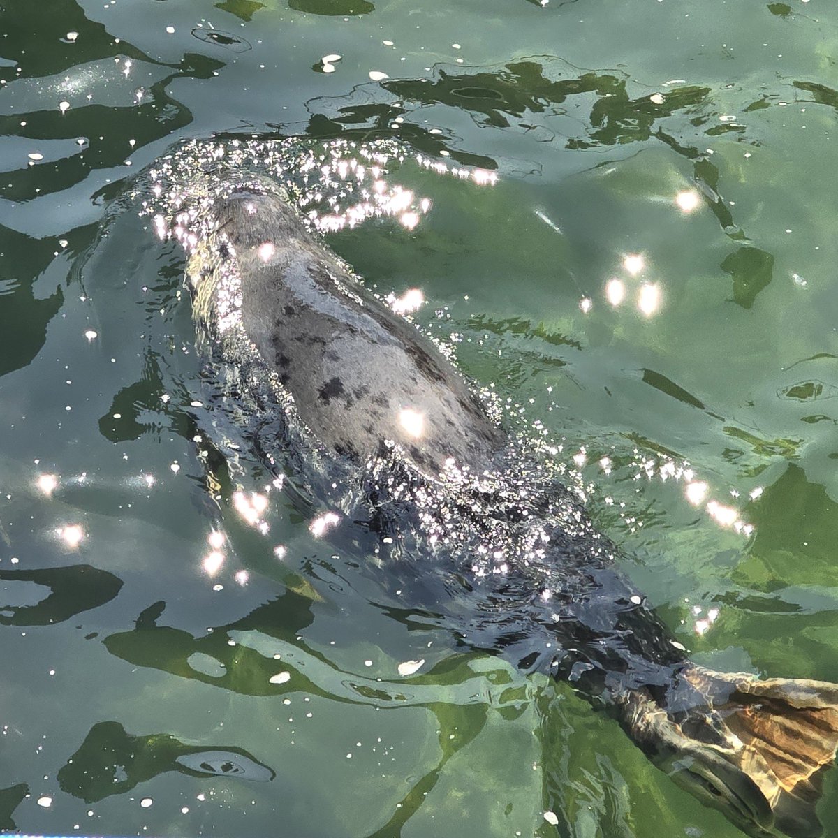 frooteloop's tweet photo. accidentally photographed some magical seals https://t.co/8DnBMuMJe6
