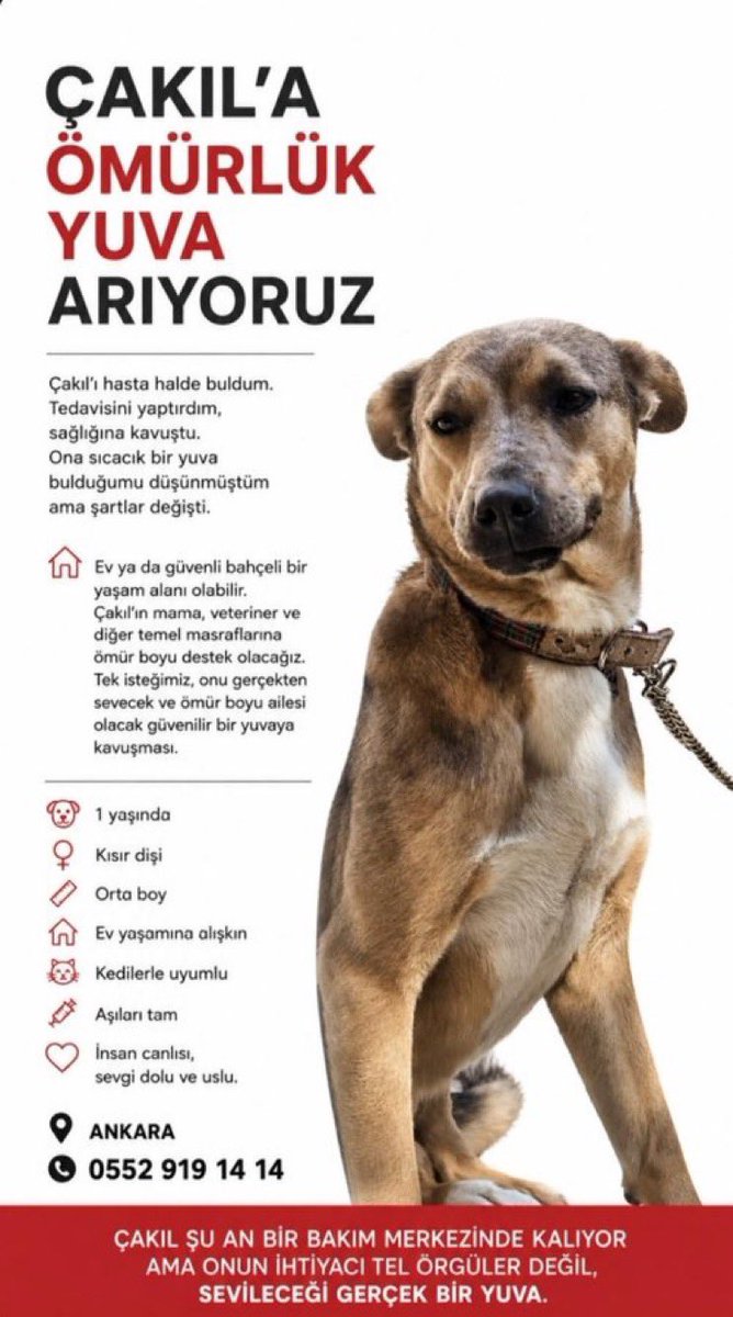 masum_gozler's tweet photo. Ankara. Çakıl, henüz bir yaşında, kısır, dişi,aşıları tam.Şu an bir bakım evinde, tel örgüler arasında. Onun da daimi bir yuvası olmalı. 
Yuva Arıyoruz. 0552 9191414

@Parkkedisi1 https://t.co/jwLUi9S6TW