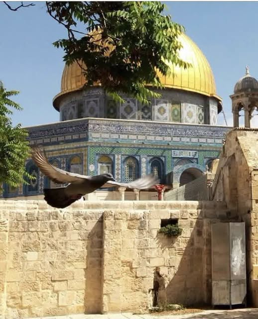 RaheqAzam's tweet photo. كأنّ أجنحتها تطيرُ بأمانينا نحو السماء... 🇵🇸❤️🇵🇸
#القدس_لنا https://t.co/JLM8N56Qzn