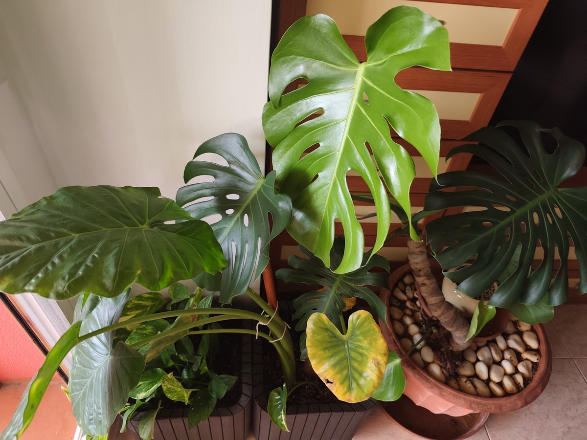 Demonyom's tweet photo. My plants are taking over omg https://t.co/Xry8XGteG1