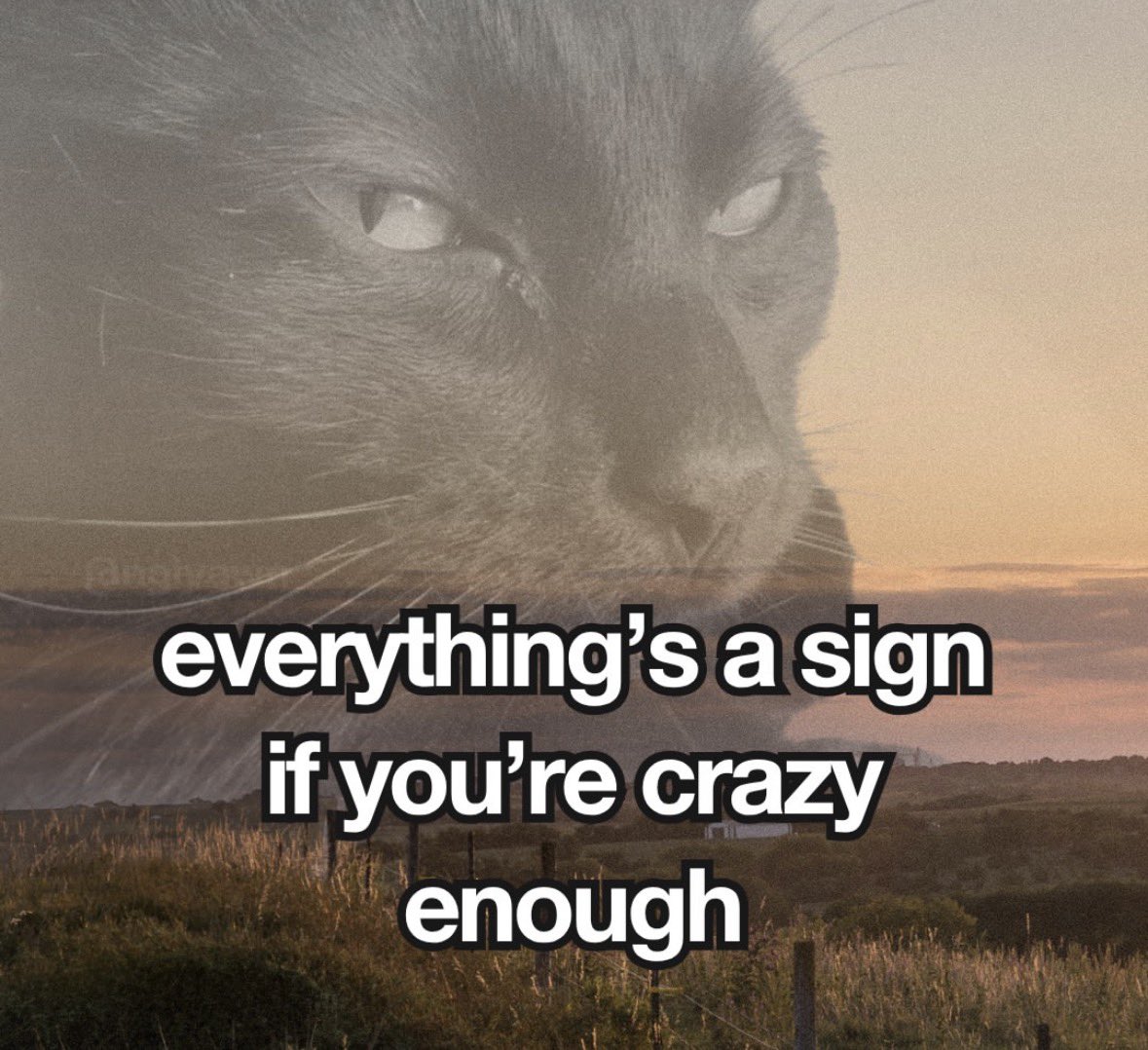 literallymecats's tweet photo. https://t.co/bLksyPbn6J