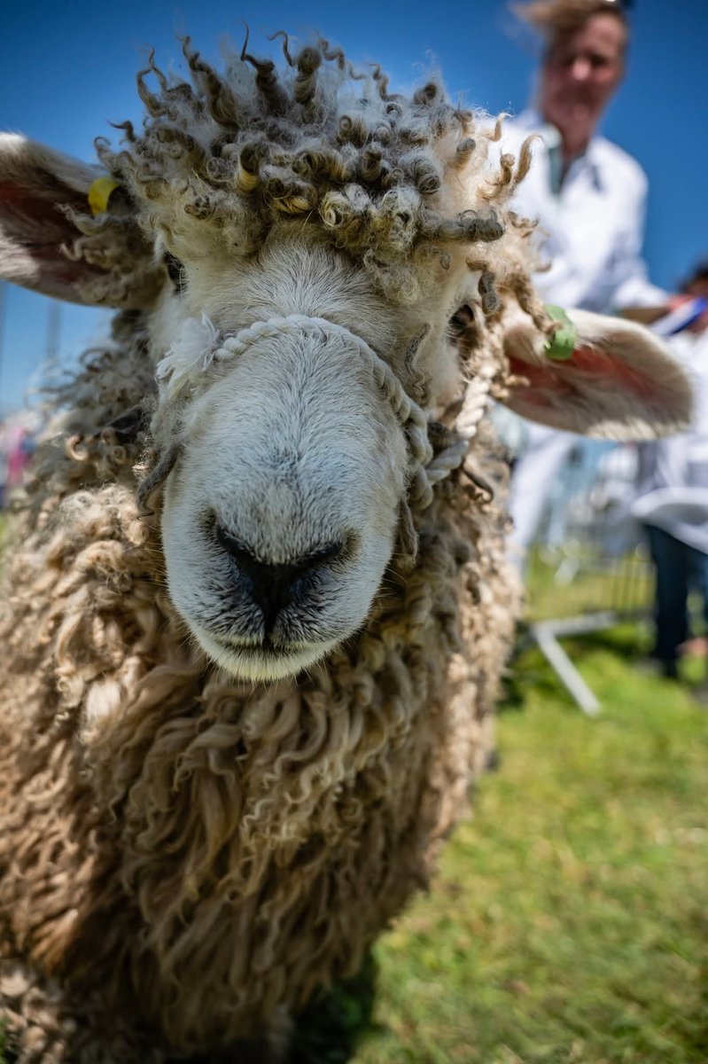 Michele27416461's tweet photo. Stithians Agricultural Show, Cornwall.
Two weeks ago, we had beautiful weather. Loads of gorgeous farm animals and so much fresh food sold.
Fisherman's Friends were singing, great day! 😀 https://t.co/wiQnzl2iEB