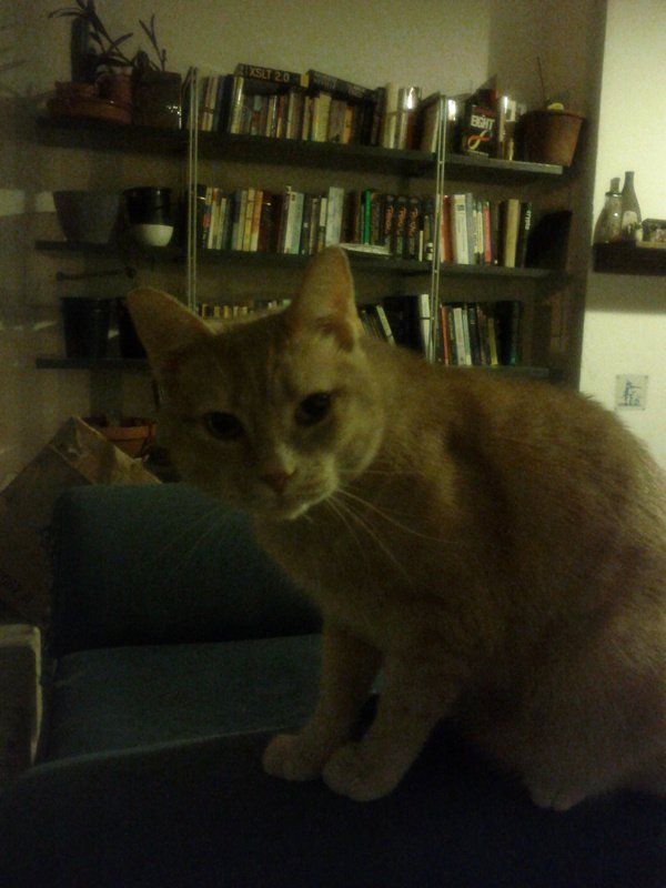 sashatoshicat's tweet photo. hello https://t.co/0rPhfV0Wtr