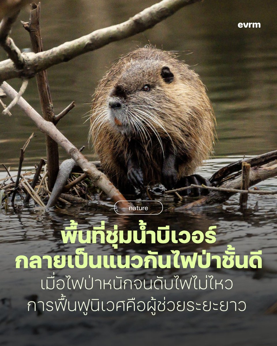 environmanth's tweet photo. ◉ NATURE: เขื่อนบีเวอร์ พื้นที่ชุ่มน้ำที่กลายเป็นแนวกันไฟป่าตามธรรมชาติชั้นดี ช่วยกักน้ำ-ลดการลุกลามของไฟป่า และยุโรปกำลังทบทวนความสำคัญนี้
.
ท่ามกลางไฟป่าที่รุนแรงขึ้นทั่วยุโรปจากคลื่นความร้อนและภัยแล้ง นักวิทยาศาสตร์กำลังหันมาสนใจ "ผู้ช่วย" ที่หลายคนคาดไม่ถึง นั่นคือ บีเวอร์ สัตว์ฟันแทะที่สร้างเขื่อนตามธรรมชาติ ซึ่งอาจเป็นหนึ่งในแนวป้องกันไฟป่าที่มีประสิทธิภาพที่สุดของระบบนิเวศ
.
บีเวอร์สร้างเขื่อน ขุดคลอง และเปลี่ยนลำธารเล็ก ๆ ให้กลายเป็นพื้นที่ชุ่มน้ำ ซึ่งส่งผลให้พืชพรรณรอบ ๆ มีความชื้นและเขียวชะอุ่ม แม้ในช่วงแล้งจัดที่มักเกิดไฟป่า พื้นที่เหล่านี้ก็ยิ่งต้านทานไฟได้มากกว่าและไฟมักลุกลามไปยังพื้นที่แห้งแทน ทำให้บริเวณรอบเขื่อนบีเวอร์กลายเป็นเหมือนแนวกันไฟตามธรรมชาติ และเป็นที่หลบภัยของสัตว์ขนาดเล็ก เช่น กบ ปลา และสัตว์เลี้ยงลูกด้วยนมที่หนีไฟได้ไม่ทัน
.
งานวิจัย Smokey the Beaver ในปี 2020 ได้วิเคราะห์ข้อมูลไฟป่าขนาดใหญ่ 5 ครั้งในรัฐแคลิฟอร์เนีย โคโลราโด ไอดาโฮ ออริกอน และไวโอมิง พบว่า พื้นที่ริมลำธารที่มีเขื่อนบีเวอร์ยังคงเขียวชื้นระหว่างเกิดไฟป่า ในขณะที่พื้นที่ใกล้เคียงถูกเผาไหม้ โดยสุขภาพของพืชพรรณในพื้นที่ไม่มีบีเวอร์ลดลงเฉลี่ยมากกว่าถึง 3 เท่า ระหว่างเกิดไฟป่า
.
แล้วกลไกของมัน ช่วยสร้างพื้นที่ชุ่มน้ำยังไงล่ะ?
เมื่อบีเวอร์สร้างเขื่อน มันช่วยให้ลำธารที่เคยไหลเร็วกลายเป็นแอ่งน้ำและพื้นที่ชุ่มน้ำ โดยกักเก็บน้ำให้ค่อย ๆ ชะลอและซึมลงดินมากขึ้น เป็นการเพิ่มระดับน้ำใต้ดิน ทำให้แม้ในช่วงฤดูแล้ง ดินบริเวณริมลำธารก็ยังคงชื้น รากไม้สามารถดูดน้ำได้ต่อเนื่อง พืชจึงไม่แห้งตายเหมือนพื้นที่โดยรอบ รวมถึงบีเวอร์ยังขุดคลองเล็ก ๆ จากลำธารที่ไหลเป็นเส้นเดียวให้กลายเป็นเครือข่ายพื้นที่ชุ่มน้ำ เขื่อนบีเวอร์ก็จะกลายเป็นแนวกันไฟธรรมชาติที่มีดินชื้น เต็มไปด้วยพืชอุ้มน้ำ จนทำให้ติดไฟยากและไฟลุกลามช้าลง
.
บทบาทของบีเวอร์ไม่ได้จบแค่ตอนเกิดไฟไหม้ หลังไฟดับ เขื่อนของพวกมันยังช่วยฟื้นฟูภูมิทัศน์ที่เสียหาย เพราะช่วยชะลอน้ำ ดักตะกอน ลดการกัดเซาะของดิน และเพิ่มการซึมผ่านของน้ำ ทำให้พื้นที่ที่ถูกเผาไหม้กลับมาฟื้นตัวได้ดีขึ้น นักวิจัยในรัฐโคโลราโดถึงกับสร้าง "เขื่อนบีเวอร์จำลอง" เพื่อศึกษาว่าโครงสร้างลักษณะนี้ช่วยฟื้นฟูระบบนิเวศหลังไฟป่าได้มากเพียงใด
.
นักวิจัยยังประเมินว่า หากฟื้นฟูประชากรบีเวอร์ในพื้นที่เสี่ยงไฟป่า เช่น เทือกเขาเซียร์ราเนวาดาในสหรัฐฯ เขื่อนของพวกมันอาจกักเก็บน้ำผิวดินได้ถึง 120 ล้านลูกบาศก์เมตร และสร้างพื้นที่ที่ทนต่อไฟป่ากว่า 2,200 ตารางกิโลเมตร
.
ปัจจุบัน ประชากรบีเวอร์ในยุโรปฟื้นตัวจากการอนุรักษ์จนมีมากกว่า 1.2 ล้านตัว หลังเคยเกือบสูญพันธุ์จากการล่า การกลับมาของพวกมันนอกจากจะเป็นวิศวกรระบบนิเวศที่ช่วยเพิ่มความหลากหลายทางชีวภาพแล้ว ยังมีส่วนสำคัญในการสร้างพื้นที่ชุ่มน้ำที่ช่วยรับมือทั้งภัยแล้ง น้ำท่วม และไฟป่า ซึ่งเป็นตัวอย่างของการใช้ ธรรมชาติช่วยปกป้องธรรมชาติ (Nature-based Solutions) ในยุคที่สภาพภูมิอากาศแปรปรวนมากขึ้นด้วย
.
อ่านบนเว็บไซต์ที่ https://t.co/pI9ub788Uu