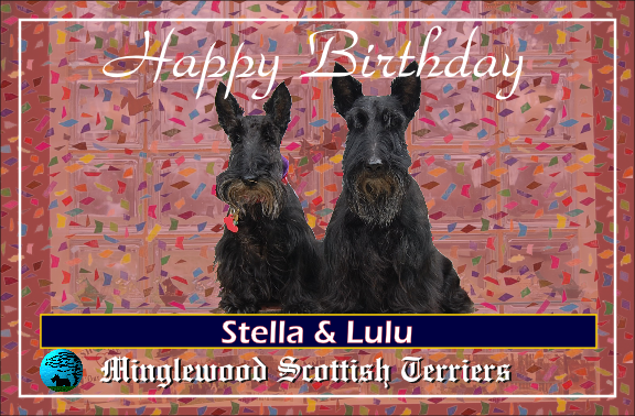 MinglewoodKennl's tweet photo. Born on this day in 2003, Happy Birthday Lulu &amp; Stella!!  Miss you both on this special day. XOXO #letshavecake #scottishterriers #stellablue #ladywithafan <3 https://t.co/BA0PmMRGOD
