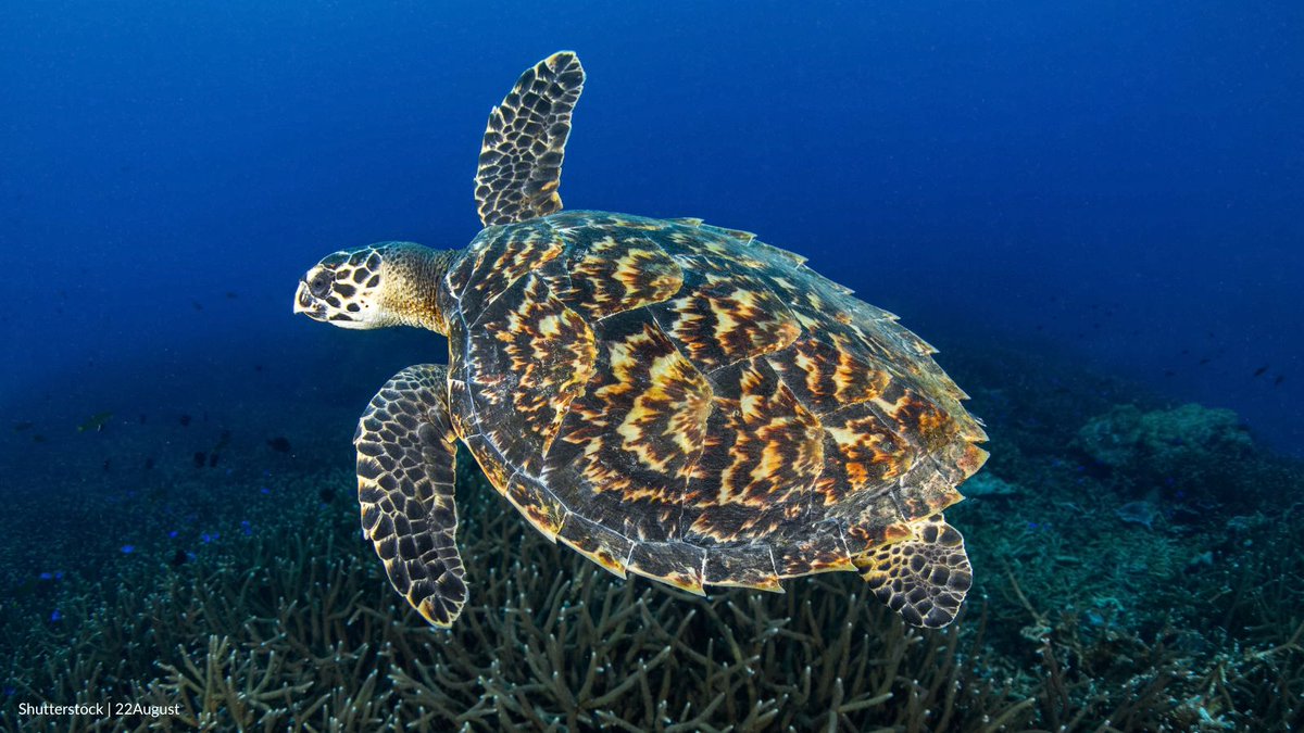 oceana's tweet photo. We're taking the Trump administration to court over their decision to eliminate key protections under the Endangered Species Act to make way for more oil and gas drilling in the Gulf of Mexico.

Help support our work to defend over 20 at-risk species: https://t.co/ylA6p4UB4D https://t.co/3Tt8n7kvhN