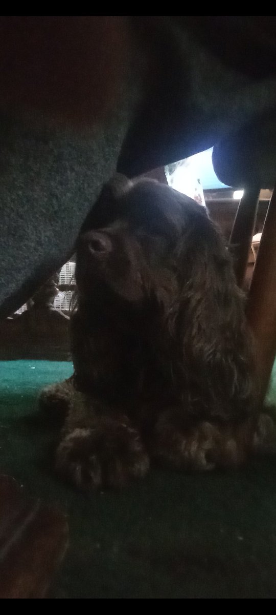 Quincy_2024's tweet photo. So just relaxing today. 😊 #PuppyLove https://t.co/T8qs8F550w