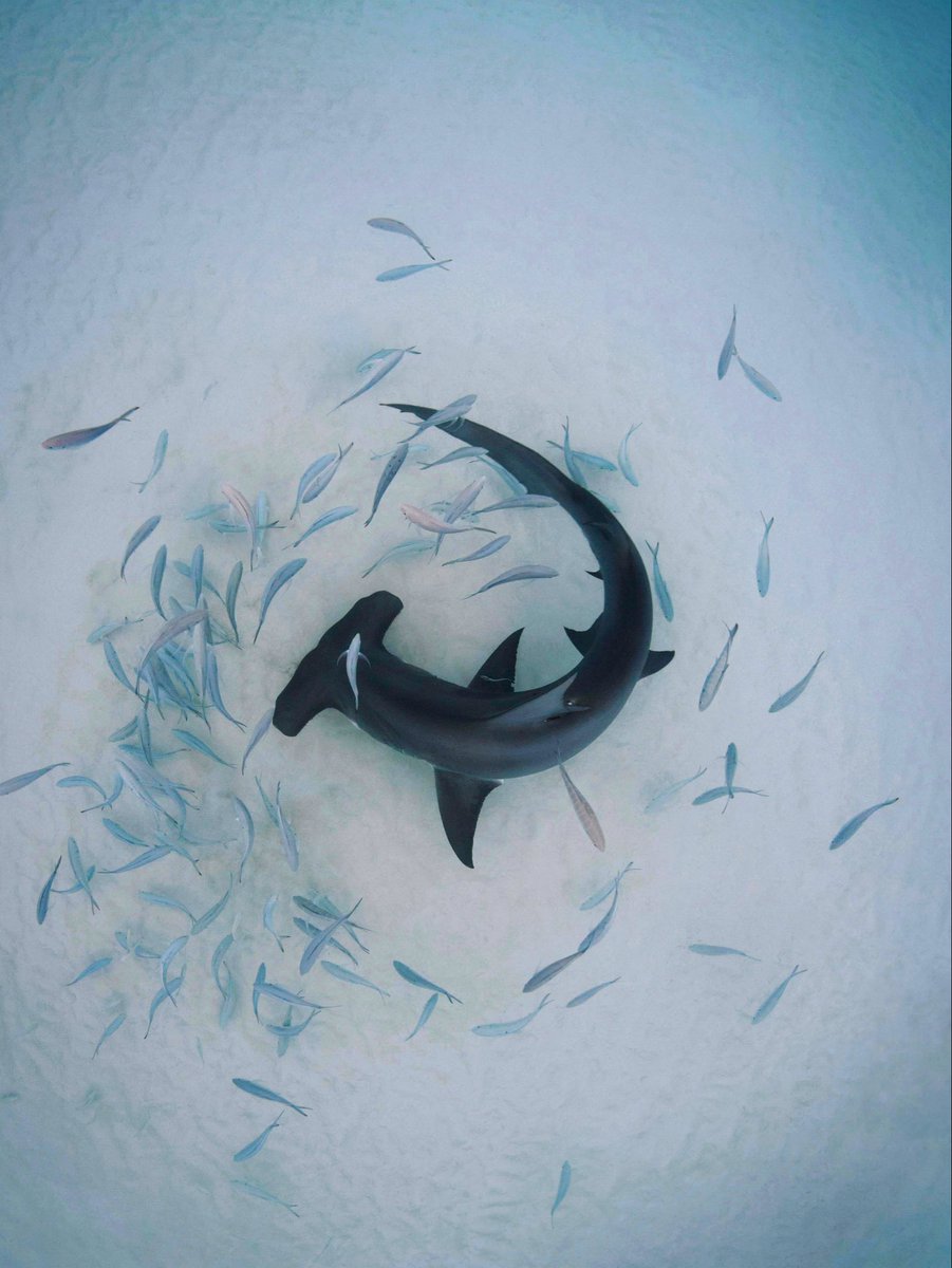 savingtheblue's tweet photo. What an incredible Shark Week it’s been!🦈 

We are all so genuinely grateful to everyone who tuned in to watch the shows we featured on, and for everyone who supported us this week. Thank you to those who entered our raffle, purchased our clothing, adopted a shark, joined our Blue Side membership or simply liked and shared our posts on social media, THANK YOU!

🎟️ Raffle - We announced our raffle winners yesterday (see previous post) congratulations to all the winners! All funds generated contribute to our research, education and conservation efforts. Thank you for an unbelievable few weeks…