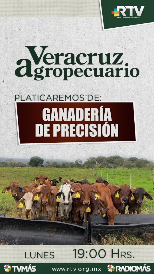 agropecuarioRTV's tweet photo. Hoy en #VeracruzAgropecuario conoce cómo la #GanaderíaDePrecisión permite monitorear la salud y el bienestar del ganado con herramientas innovadoras.

🕖 Hoy lunes 3 de agosto | 19:00 h
📺 @TVMASVeracruz Canal 26.1

▶️ En vivo: https://t.co/bSR35CYG26

#UNAM #CEIEGT https://t.co/YgVSXwW2da