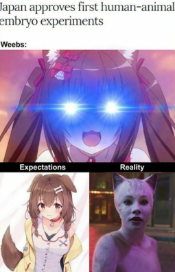 Avadomivtuber's tweet photo. Scientists: We did it.
Anime fans: ...Wait, WHAT?

#vtuber #smallstreamer #vtubercommunity #Anime #Catgirl  #AnimeMeme #Funny #Otaku #Weeb #AnimeCommunity #Gaming #VTuberEN #AnimeHumor #Memes #Trending #AnimeFans #InternetHumor https://t.co/aivZp1y8lW