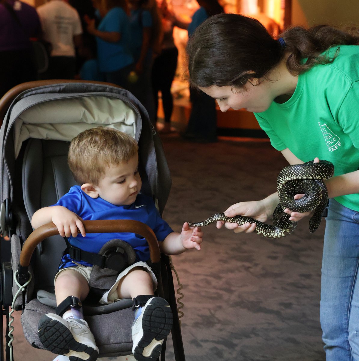 TheLocalVoice's tweet photo. Mississippi Museum of Natural Science Announces Retirement of Beloved Animal Ambassador, Elvis the Speckled Kingsnake

https://t.co/xolTmx1DUw https://t.co/o2jgiG68az