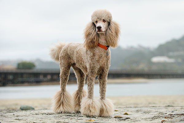 DatCatHiro's tweet photo. They call it ‘POODLING’ because when you wear just the paws and head YOU LOOK LIKE THE POODLE HAIRCUT

IT JUST NOW CLICKED WITH ME https://t.co/lwsnCZHgxN