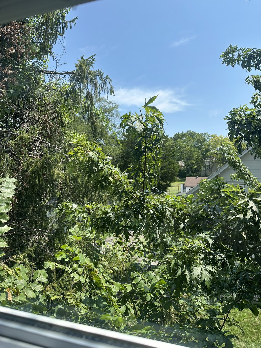 delsayingstuff's tweet photo. as of late 💐🐈🦋🌿 https://t.co/Oo5jHnS8tJ