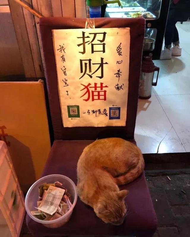 mpYbZEE4xR3l8m0's tweet photo. 刚入职就被部门哥哥姐姐拉去帮公司猫喂粮，结果它居然只认我，吃完还蹭手心要摸头，说自己是“编外正式员工”都有人信！ https://t.co/3jddQeOt25