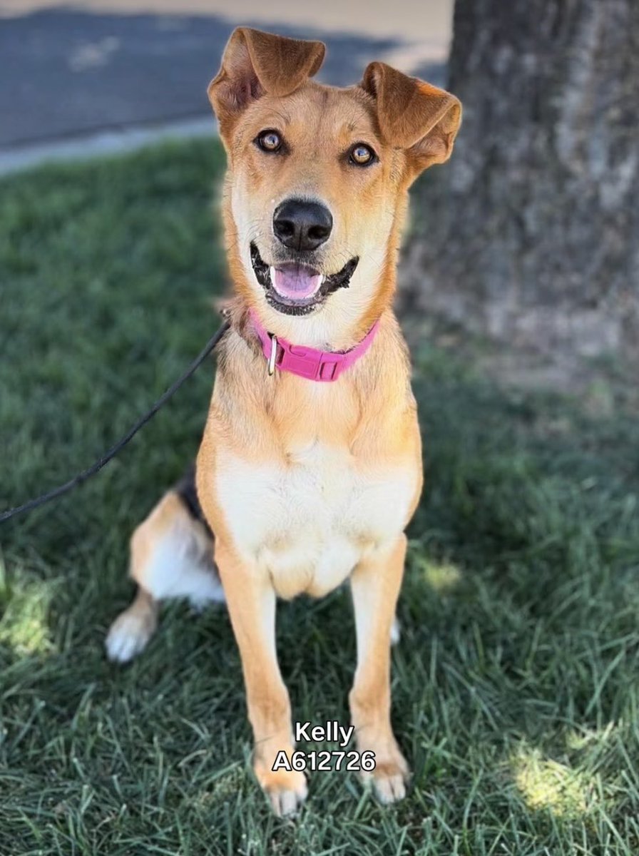 luv2laugh12's tweet photo. German shepherd lovers…
These GSDs are set to be 💉on Wednesday 8/5 at 6:30 a.m. at Stanislaus Animal Services Agency in Modesto, CA.
Can anyone save them? 🙏

From left to right: Rocket, Dash, Kelly & Lana 
Rocket: 1 yr old, A606818
Dash: 3 yrs old, A612708
Kelly: 1 yr old, A612726
Lana: 7 yrs old, A612833

#GermanShepherds
#GSD
#rescueme