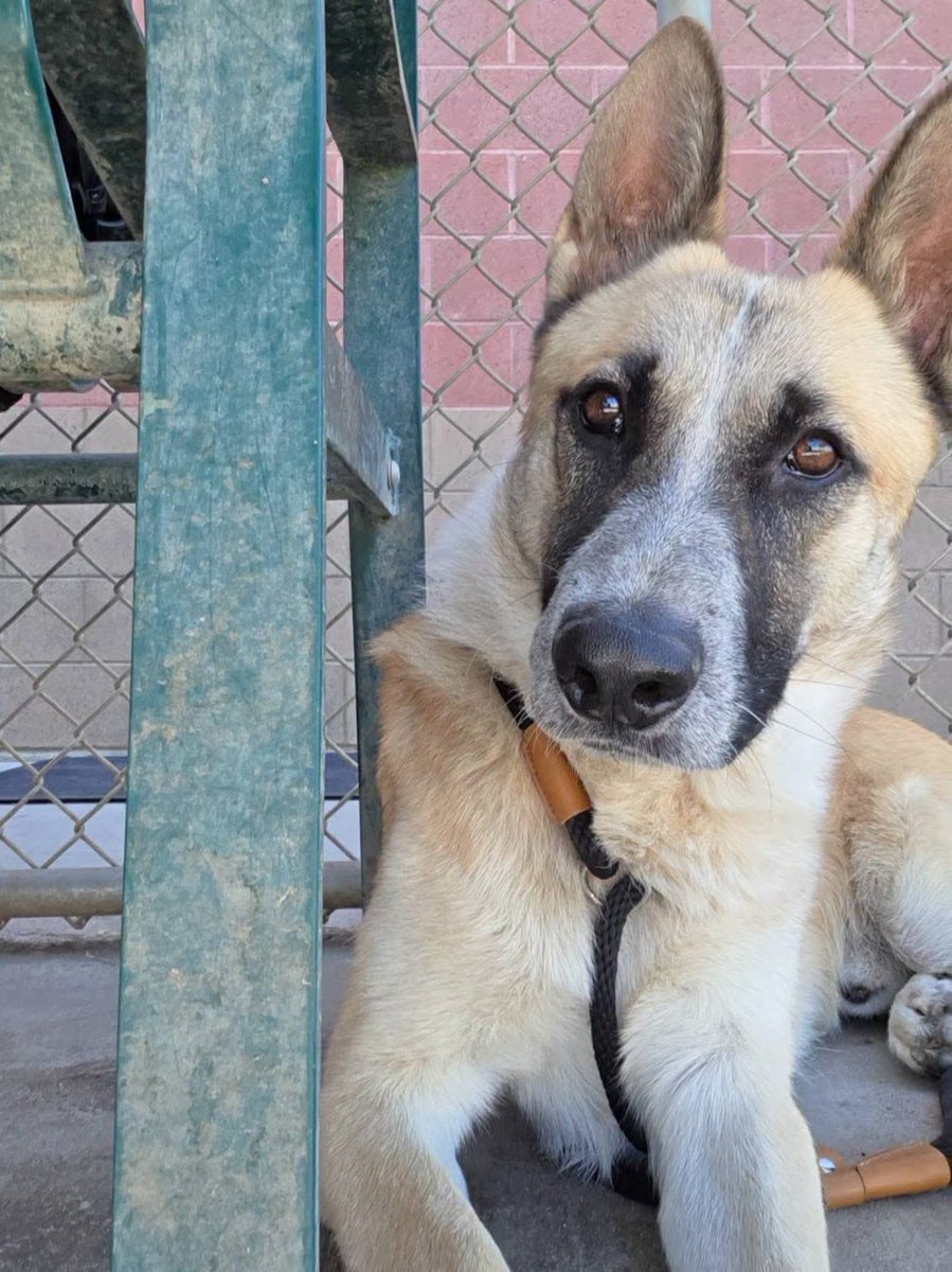 luv2laugh12's tweet photo. German shepherd lovers…
These GSDs are set to be 💉on Wednesday 8/5 at 6:30 a.m. at Stanislaus Animal Services Agency in Modesto, CA.
Can anyone save them? 🙏

From left to right: Rocket, Dash, Kelly & Lana 
Rocket: 1 yr old, A606818
Dash: 3 yrs old, A612708
Kelly: 1 yr old, A612726
Lana: 7 yrs old, A612833

#GermanShepherds
#GSD
#rescueme