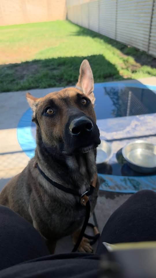 luv2laugh12's tweet photo. German shepherd lovers…
These GSDs are set to be 💉on Wednesday 8/5 at 6:30 a.m. at Stanislaus Animal Services Agency in Modesto, CA.
Can anyone save them? 🙏

From left to right: Rocket, Dash, Kelly & Lana 
Rocket: 1 yr old, A606818
Dash: 3 yrs old, A612708
Kelly: 1 yr old, A612726
Lana: 7 yrs old, A612833

#GermanShepherds
#GSD
#rescueme